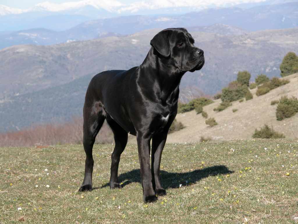 Risultati immagini per cani maltrattati corso