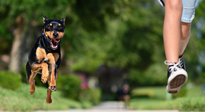 Risultati immagini per CANE CHE CORRE