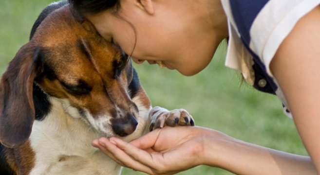 Risultati immagini per cane snack