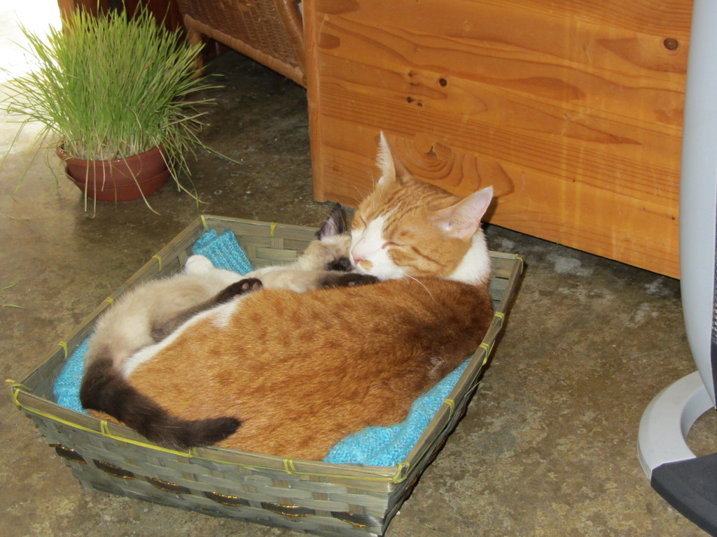 Pet settimana Oscar e Arthur