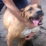 cane anziano adozioni
