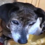 cane anziano adozioni