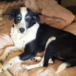 cane anziano adozioni 