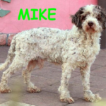 cane anziano adozioni