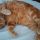 i miei tutti adottati dai gattili