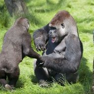 Fratelli gorilla si riconoscono dopo tre anni