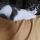 Stellina
