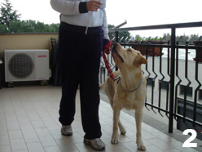Gioco e addestramento: come insegnare al cane il comando PIEDE