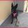 tonus dog chow