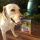 tonus dog chow