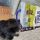 La mia briciola con tunos dog chow 