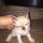 stellina