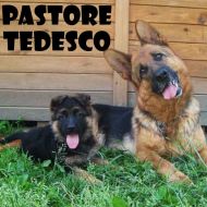 Scheda cani di razza: il Pastore Tedesco o German Shepherd Dog