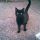 il più coccolone gatto randagio nero