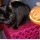 AIDAA organizza le ronde per proteggere i gatti neri nella notte di Halloween