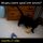 Gatto nero e... paperetta (VIDEO)