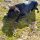 Pongo l love you