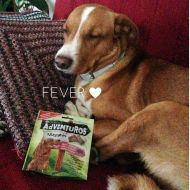 Fever loves ADVENTUROS