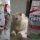 purina cat chow urinary tract health e fiocco