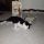 Furbetto con Purina Cat Chow Adult!!  