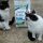 Zorro, Zoe e Purina Cat Chow :D