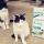 Zorro e Zoe in posa per Purina Cat Chow