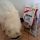 purina cat chow urinary tract health mangiati da  fiocco