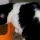 Felix adora i Cat Chow