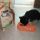 Pirata e L'assaggio Purina Chat Chow Adult Pollo