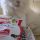 purina cat chow urinary tract health e fiocco