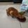 Rudy mentre Ruba i croccantini a Pascal