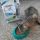 Gino mangia con gran gusto le crocchette Purina Cat Chow