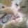 Purina® Cat Chow® e fiocco