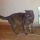 Severino e i buoni Purina Cat Chow