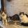 Arrivati Buoni Sconto Purina Cat Chow!