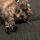 cloe