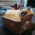 Gatti e scatole 