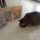 Trilli si gusta Beyond Purina