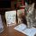 Arrivati campioni omaggio di croccantini Purina Beyond Gatto