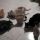 Beyond ... Lucky, Cleo, Meredith, Gimmy Pesco e Nespola  ringraziano 