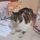 Chicco