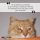 Una storia di amicizia con un gatto rosso che continua oltre la vita…