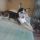 artù