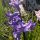 fiori
