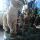 statuina del presepe