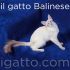 Il gatto Balinese