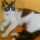 Stellina
