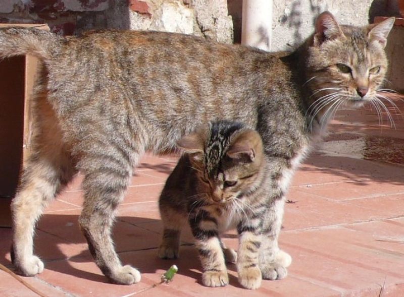 Gattino e giovane mamma 