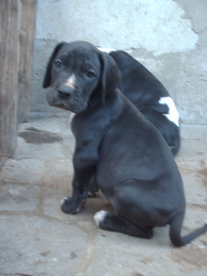 CUCCIOLI ALANO NERO E MANTEL