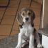 vendo cuccioli beagle